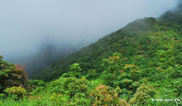 广州十大名山，天堂顶是广州最高的山峰，风景优美山高气爽，林木葱郁！