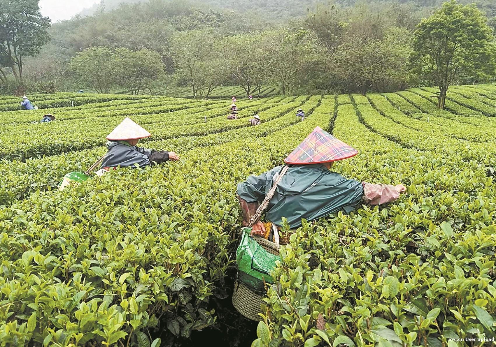 英德春茶全面开采 今年产量预计比去年增20%以上