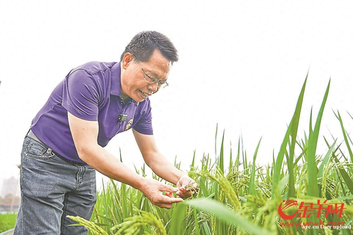 广东“稻源”里 稻香飘南北 省内80%水稻新优品种源自此
