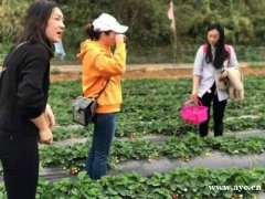 深圳龙岗农家乐草莓圣女果采摘